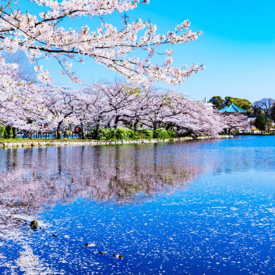 賞櫻名所｜溫泉｜懷石料理｜花火船